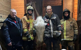 В Сертолово помощь спасателей потребовалась лошади