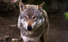 На окраинах Всеволожска видели волков