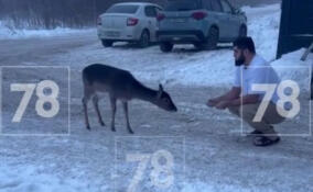 Жители Бугров прикормили косулю