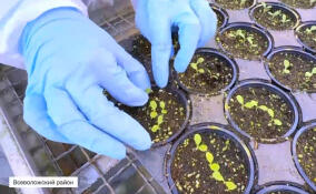 В Колтушах рассказали, как выращивают салаты и зелень зимой