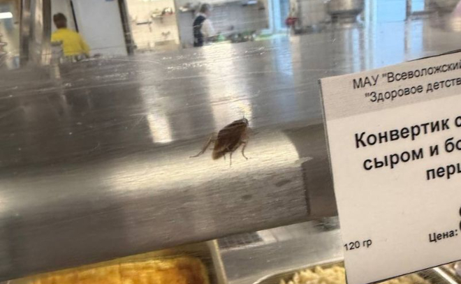 Жители Всеволожска пожаловались на тараканов и черную плесень в одной из школ