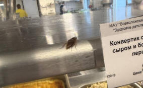 Жители Всеволожска пожаловались на тараканов и черную плесень в одной из школ