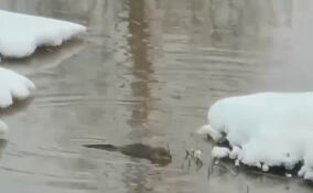 В Муринском ручье поселилась ондатра