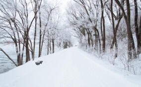 Во Всеволожском районе потеплеет
