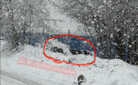 Жители Нового Девяткино пожаловались на бездомных собак