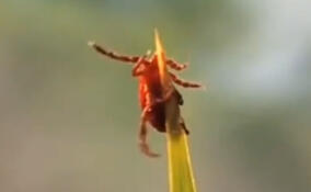 Во Всеволожском районе ожидается раннее пробуждение клещей