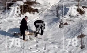 В Буграх поймали лань, рассекавшую по городу