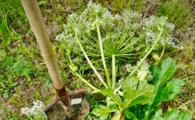 В Янино-1 начали уничтожать борщевик