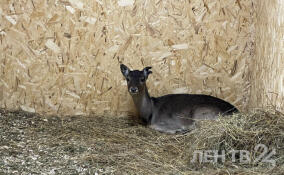 Стало известно, куда отвезли лань, гулявшую по Буграм
