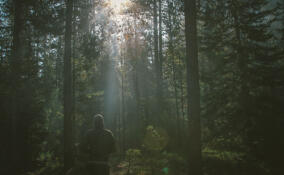 Более 50 га леса в Юкковском поселении хотят вернуть в собственность государства