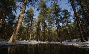 Во Всеволожском районе потеплеет до +16 градусов