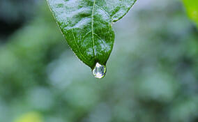 Во Всеволожском районе потеплеет до +15 градусов