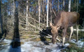 Камеры засняли лося, поедающие осиновые ветки
