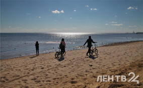 Во Всеволожском районе ожидается сильный ветер