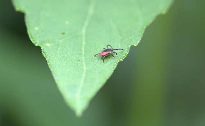 В Агалатово проведут обработку от клещей