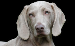 В Мурино догхантеры отравили собаку