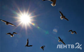 Во Всеволожском районе потеплеет до +20 градусов