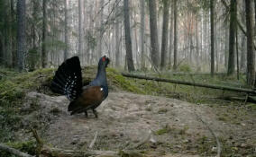 Во Всеволожском районе запели глухари