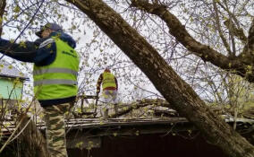 В Янино убрали повалившиеся во время урагана деревья