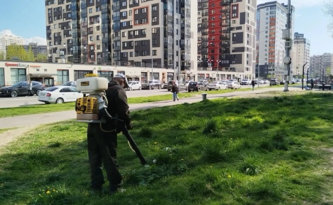В Заневском поселении стали активнее штрафовать за борщевик на участке