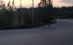 В Заневке заметили лося