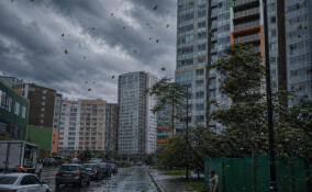 Жителей Мурино и Кудрово предупредили о штормовом ветре