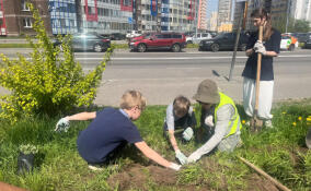 В сквере Уголок Кудрово высадили спиреи и чубушник
