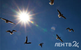Жара и кратковременные дожди ожидаются во Всеволожском районе