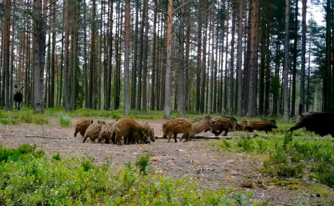 Лось напугал кабанят в лесу под Всеволожском