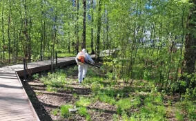Реестр опасных зон с борщевиком в Заневском поселении вырос вдвое