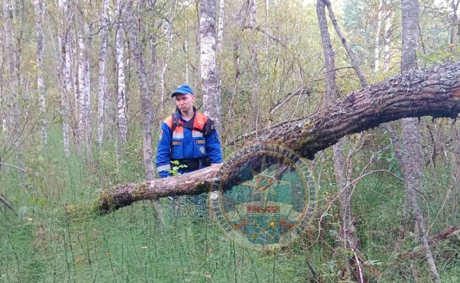 В лесу под Кузьмоловским спасатели нашли тело женщины