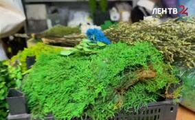 Многодетная мама из Всеволожска украшает фитостенами здания