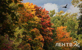 Во Всеволожском районе будет по-летнему тепло в среду