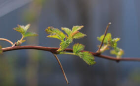 Во Всеволожском районе потеплеет до +3 градусов