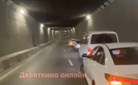 В Мурино при загадочных обстоятельствах погиб лосенок
